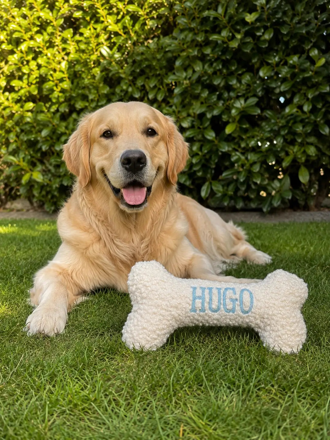 Ein Labrador mit einem personalisierten Hundeknochen mit dem Namen Hugo.